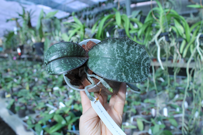 Phalaenopsis philippinensis '#1' x philippinensis 'Brother'.jpg