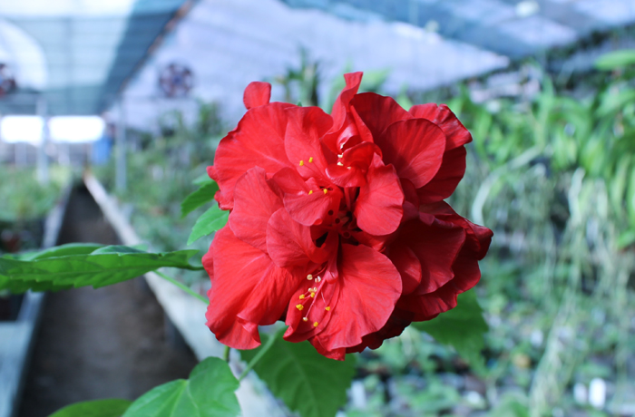 Hibiscus Rosa-Sinensis.jpg