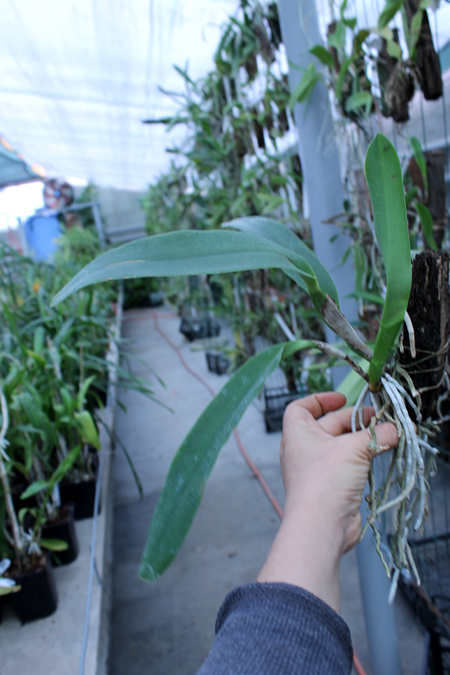 Brassolaeliocattleya Royal Oaks.jpg