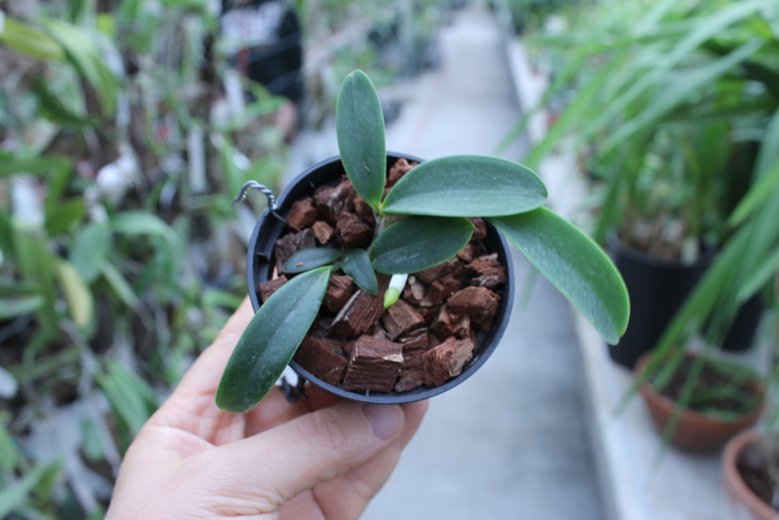 Cattleya aclandiae.jpg