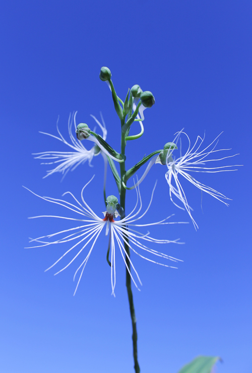 Habenaria medusa.jpg