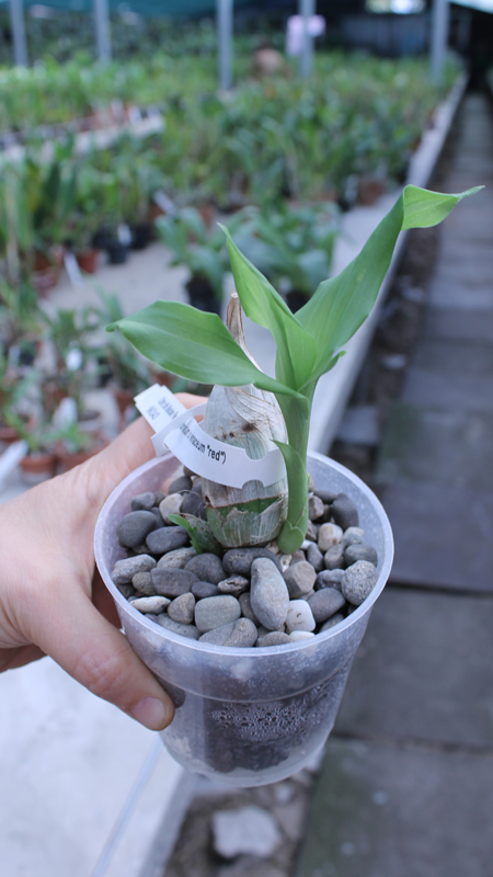 Catasetum Marter Red (fimbriatum x vinaceum red).jpg