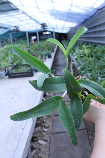 Cattlianthe Sagarik Wax 'Dark Africa' (Cattleya Summerland Girl x Cattlianthe Chocolate Drop).jpg
