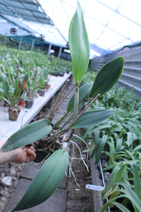 Cattleya walkeriana var alba x Brassocattleya Mount Hood 'Mary'.jpg