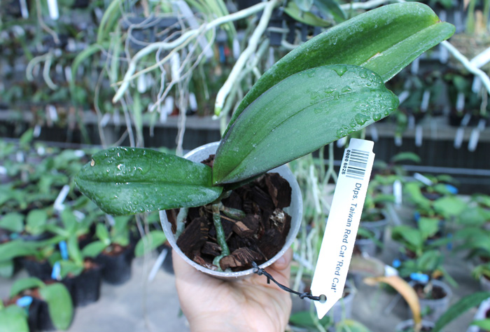 Doritaenopsis Taiwan Red Cat 'Red Cat'.jpg