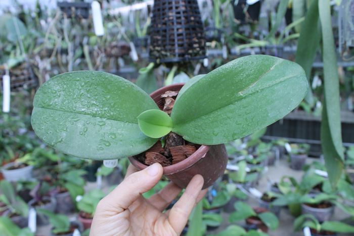 Phalaenopsis I-Hsin George - bellina x Dragon Tree Eagle.jpg