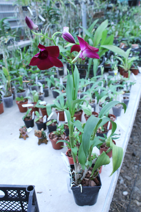Dendrobium Supernova.jpg