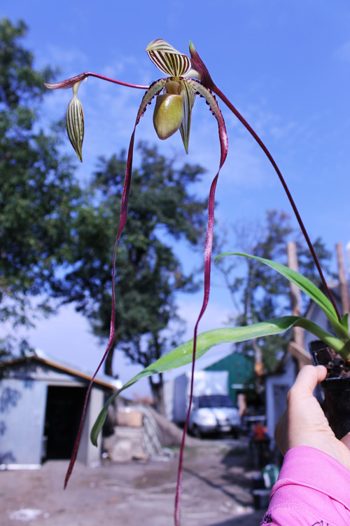 Paphiopedilum sanderianum 'Show Shan' x philippinense '9F'.jpg