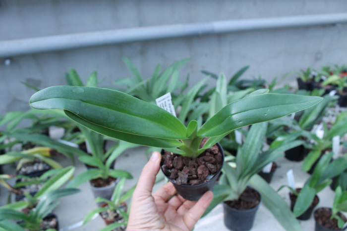 Paphiopedilum Mercatelii (stonei x lowii).jpg