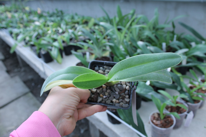 Paphiopedilum dianthum.jpg
