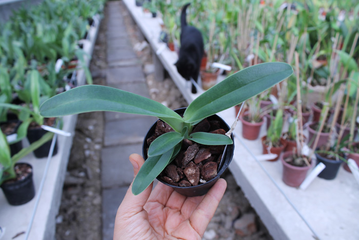 Paphiopedilum stonei x anitum.jpg