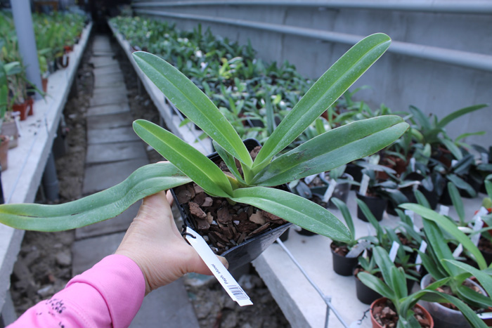 Paphiopedilum stonei.jpg
