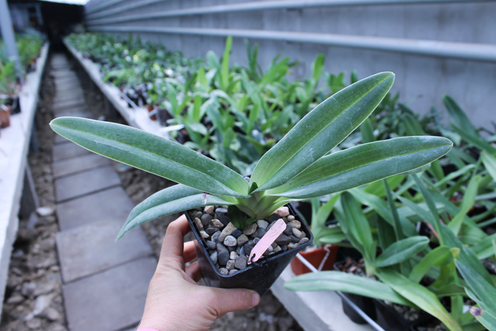 Paphiopedilum hangianum x anitum.jpg