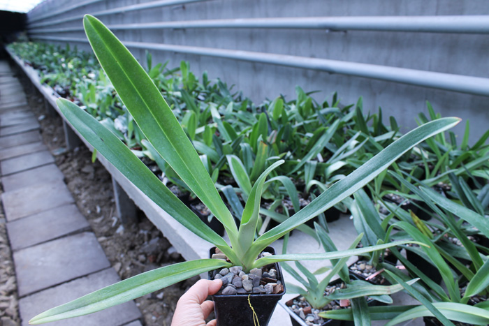 Paphiopedilum Lady Isabel.jpg