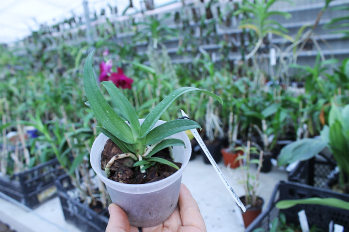 Sarcochilus fitzgeraldii x Fitzhart.jpg