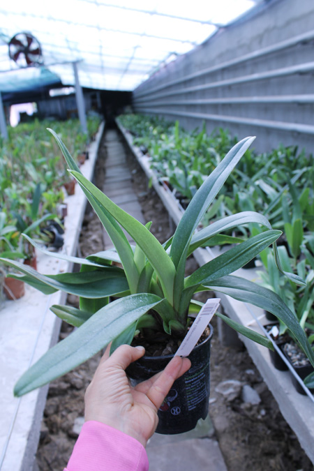 Paphiopedilum Lippewunder hybrid.jpg