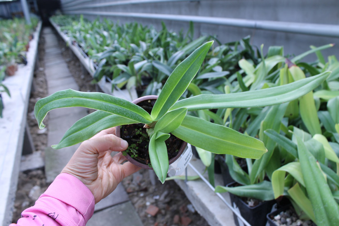 Phragmipedium Fritz Schomburg (besseae x kovachii).jpg