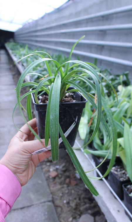 Phragmipedium Memoria Garren Weaver (pearcei x wallisii).jpg