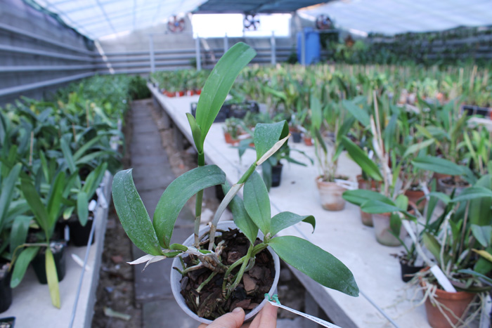 Sophrocattleya June Bug 'Venice Sunshine'.jpg