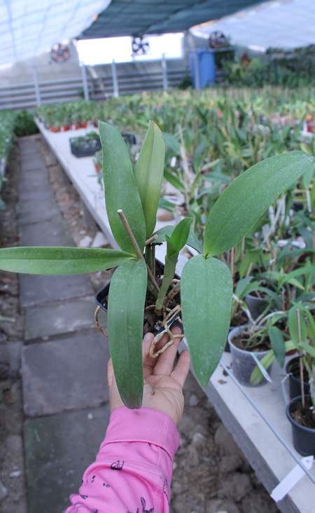 Epicattleya Siam Jade 'Avo'.jpg