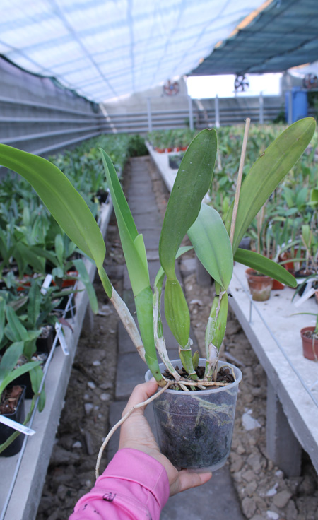 Laeliocattleya C G Roebling 'Blue Indigo'.jpg
