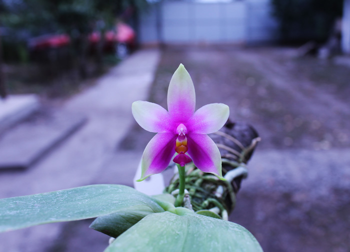 Phalaenopsis violacea 'Borneo'.jpg