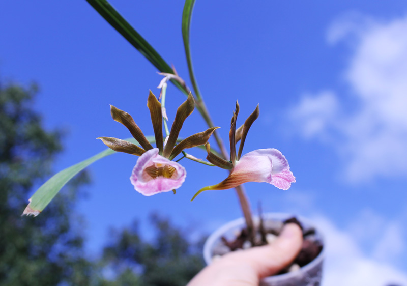 Galeandra baueri.jpg