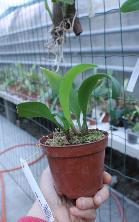 Bulbophyllum lobbii.jpg