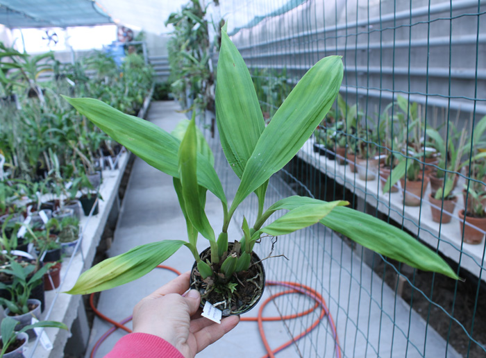 Paphinia neudeckeri.jpg