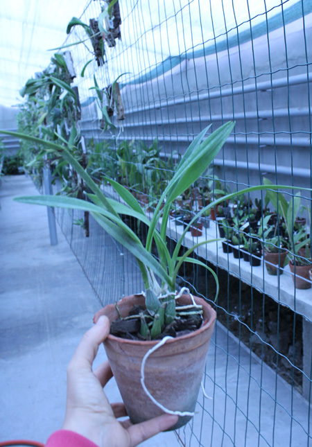 Encyclia adenocaula.jpg