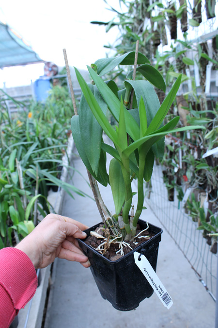 Dendrobium King Dragon x Lady Charm.jpg