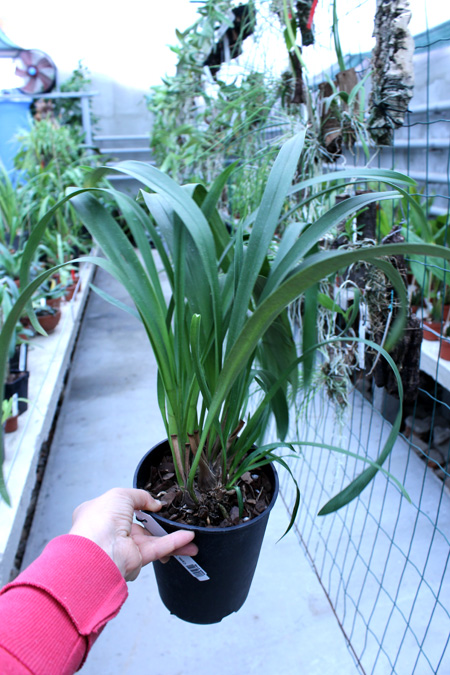 Cymbidium Tuffet.jpg