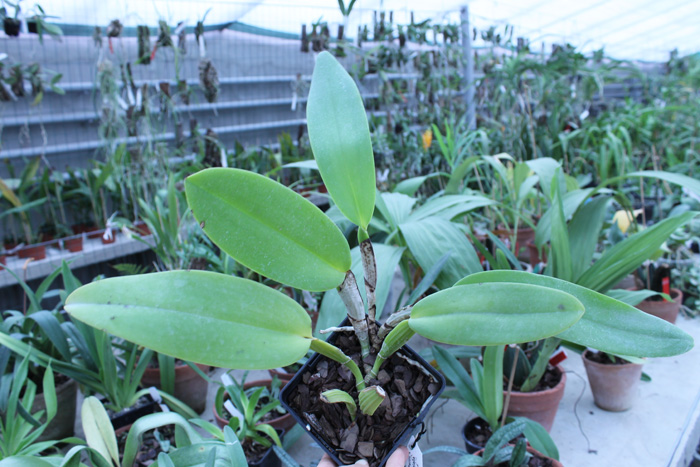 Cattleya warneri integra 'Evandro Perini' x Cattleya warneri inegra-orlata-pincelada 'Leonor'.jpg