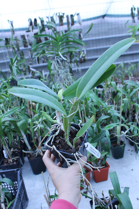 Cattleya trianae alba XXXX x Cattleya trianae amoena 'Rainha'.jpg
