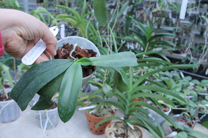 Phalaenopsis Purple Martin Blue x tetraspis c-1.jpg