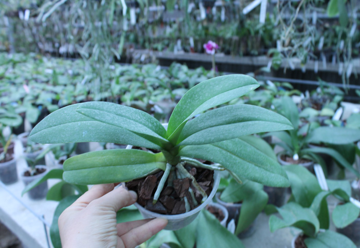 Doritis TH Pink Lady.jpg