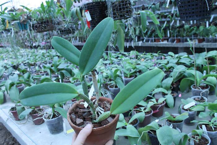 Cattleya lueddemanniana coerulea 'Pedra Azul' XXX x Cattleya lueddemanniana coerulea 'Caribe'.jpg