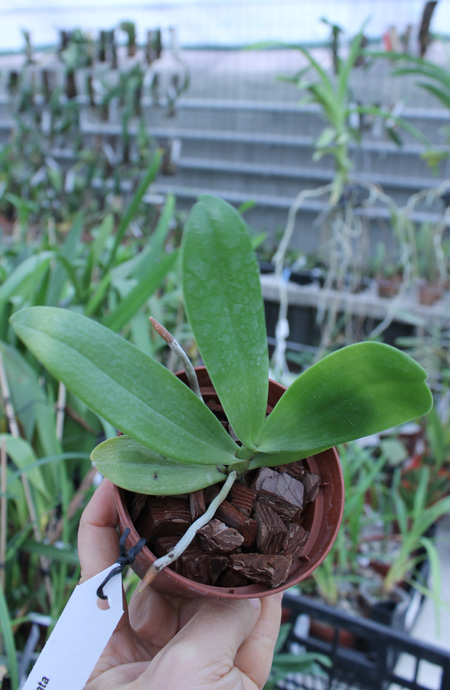 Aerangis articulata.jpg