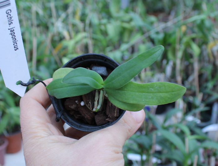 Gastrochilus japonicus.jpg