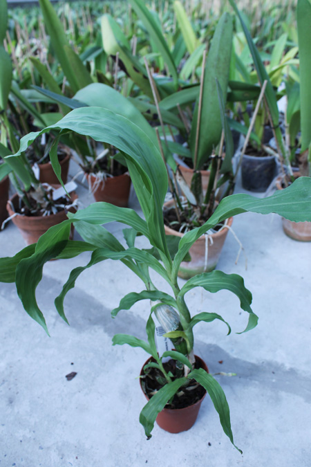 Chysis bractescens.jpg