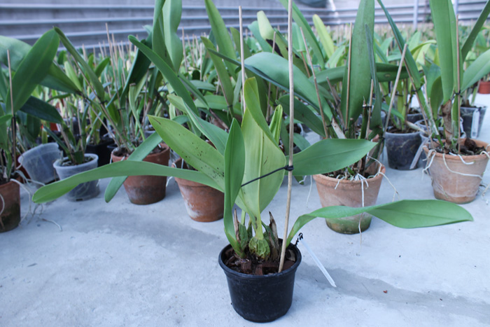 Maxillaria callichroma.jpg
