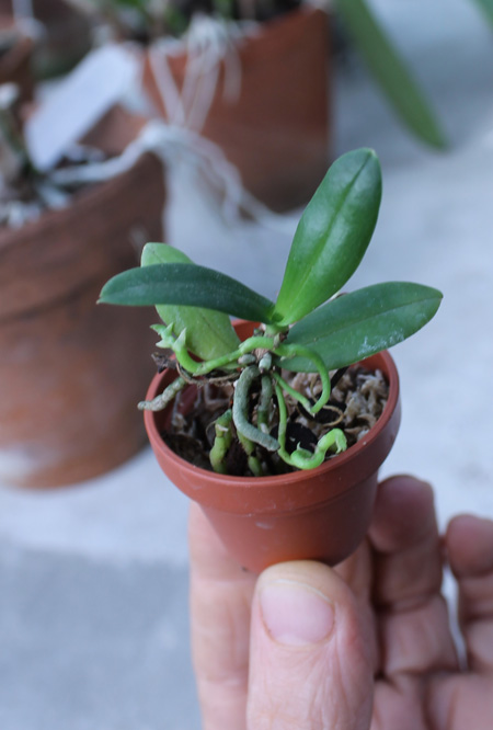 Haraella retrocalla.jpg