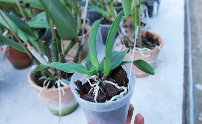 Cattleya dowiana aurea.jpg