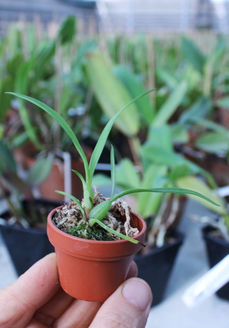 Maxillaria schunkeana.jpg