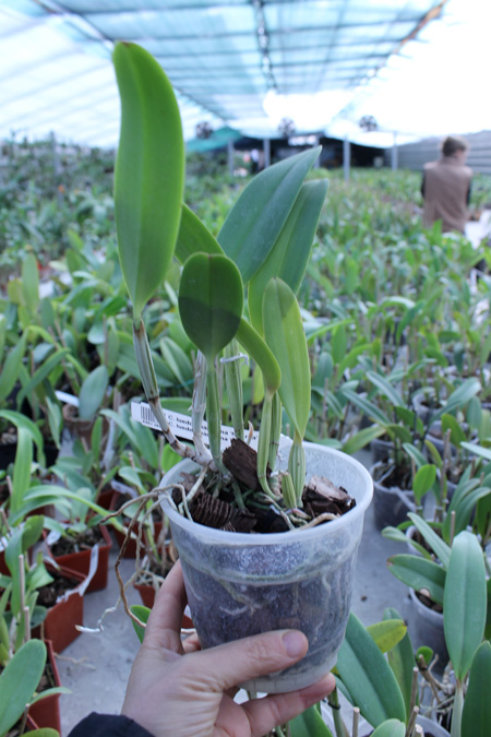 Cattleya lueddemanniana 'Negrita' x Cattleya lueddemanniana 'Dark'.jpg