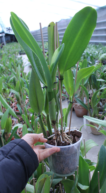 Potinara Chief Sweet Orange 'Sweet Orange'.jpg