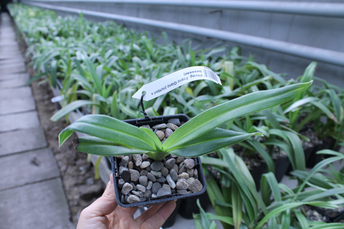 Phragmipedium Franz Glanz (richteri x besseae).jpg