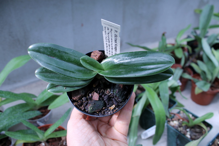 Paphiopedilum Michael Koopowitz x hangianum.jpg