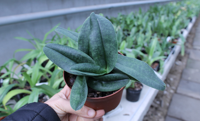 Paphiopedilum hangianum x bellatulum.jpg