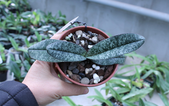 Paphiopedilum niveum (1508).jpg